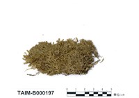 藏品(扁枝苔屬)的圖片